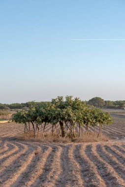 İspanya 'nın Formentera adasındaki Avrupa' nın en büyük incir ağacının manzarası.