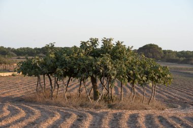 İspanya 'nın Formentera adasındaki Avrupa' nın en büyük incir ağacının manzarası.