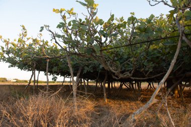 İspanya 'nın Formentera adasındaki Avrupa' nın en büyük incir ağacının manzarası.
