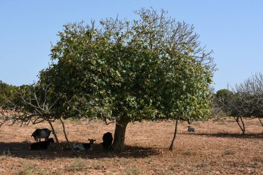 Kırsalda incir ağacının altındaki keçiler Formentera, İspanya.