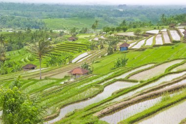 Pirinç Teras alan Ubud Bali, Endonezya.