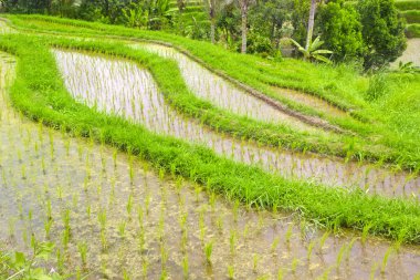 Pirinç Teras alan Ubud Bali, Endonezya.