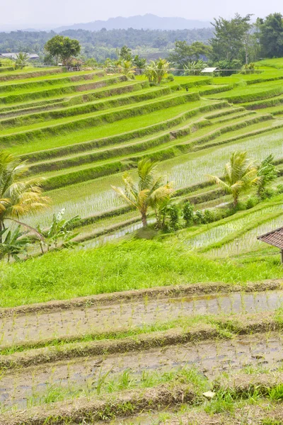Riset terrass fält i Ubud Bali, Indonesien. — Stockfoto