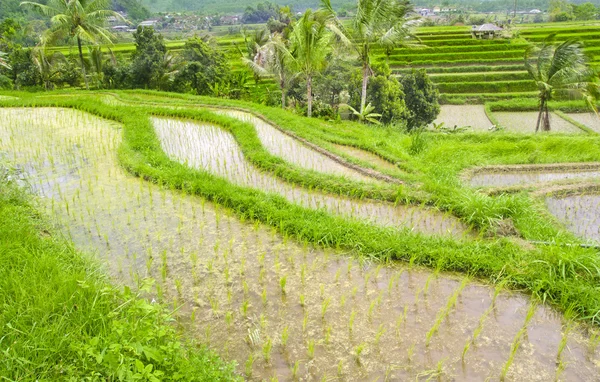 Campo de arroz con terraza en Ubud Bali, Indonesia . —  Fotos de Stock