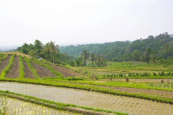 Rice Terrace en Ubud Bali, Indonesia —  Fotos de Stock