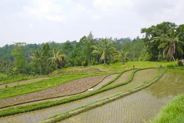 Riset terrass i Ubud Bali, Indonesien — Stockfoto