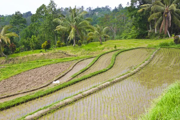 Riset terrass i Ubud Bali, Indonesien — Stockfoto