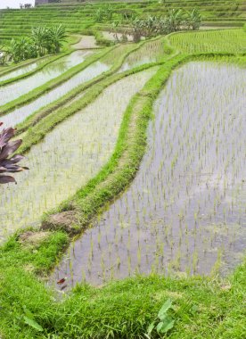 Pirinç Teras alanı, Ubud Bali, Endonezya