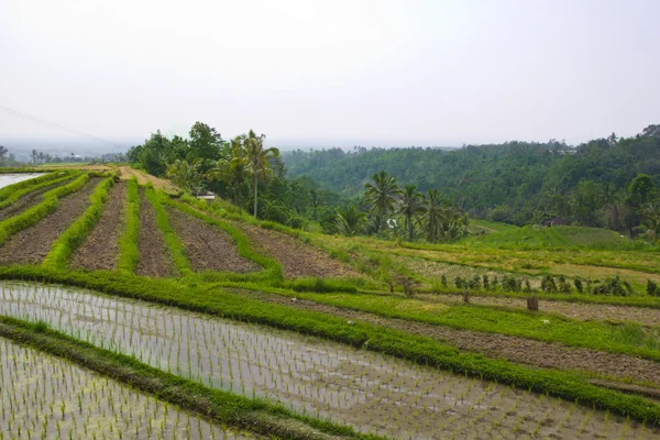 Riset terrass område, Ubud Bali, Indonesien — Stockfoto