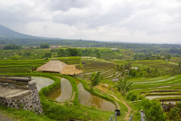 Pirinç Teras alanı, Ubud Bali, Endonezya — Stok fotoğraf