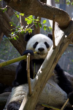  San Diego hayvanat bahçesindeki şirin panda, Kaliforniya Amerika