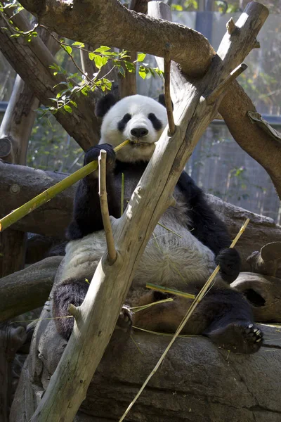 Słodka Panda Zoo San Diego Kalifornia Ameryka — Zdjęcie stockowe