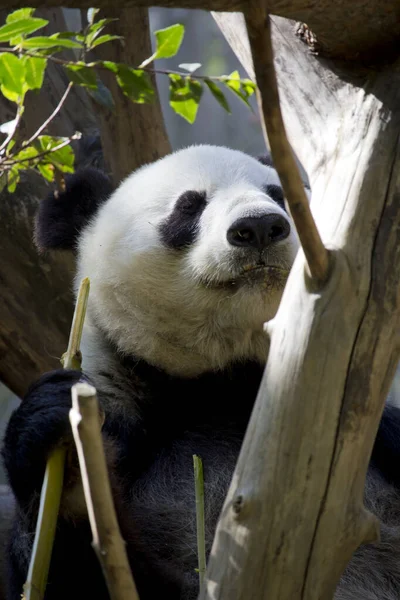 Cute panda in san diego zoo, California America