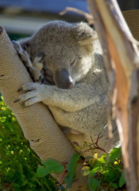 San Diego Hayvanat Bahçesi, Kaliforniya 'daki ağaçta uyuyan sevimli koala.