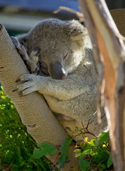 Carino Koala Dormire Sull Albero San Diego Zoo California — Foto Stock
