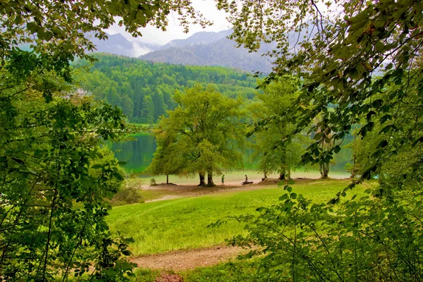 Paisaje Con Árboles Lago Bohinj Eslovenia —  Fotos de Stock