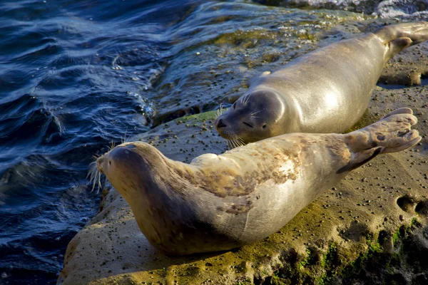 Sea Lion Rock Jolla Cove San Diego California — Stock Photo, Image