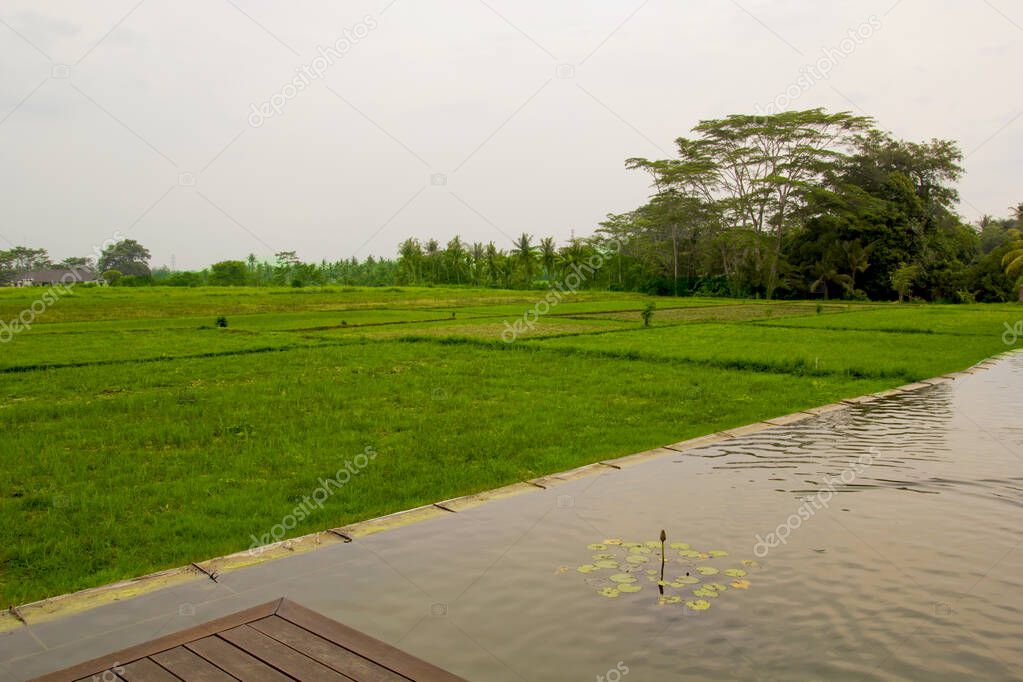 rice field in ubud , bali island in indonesia fareast