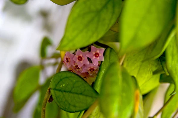 緑の葉を持つピンクの花 — ストック写真