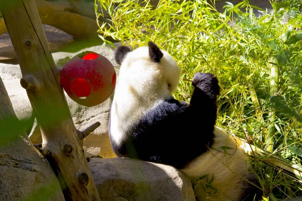 Söt Panda Äta Bambu San Diego Zoo — Stockfoto