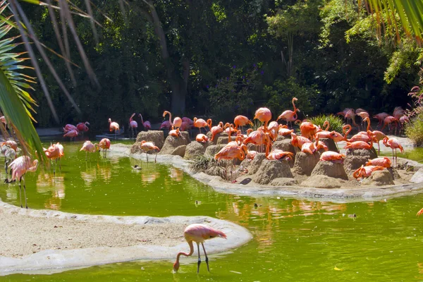 San Diego Hayvanat Bahçesi Kaliforniya Bir Grup Flamingo — Stok fotoğraf
