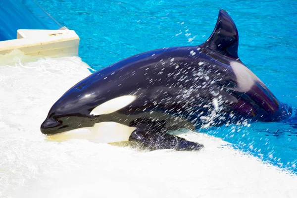 Huge Whale Jumping Out Water Sea Park San Diego — Stock Photo, Image