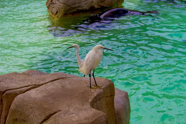 Grande Garça Parque San Diego Zoo Califórnia — Fotografia de Stock