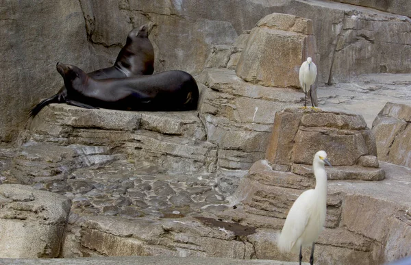 Χαριτωμένη Φώκια Και Ερωδιούς Στο Ζωολογικό Κήπο Του Σαν Ντιέγκο — Φωτογραφία Αρχείου
