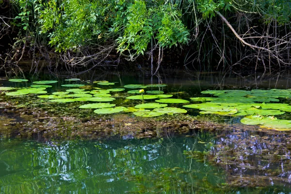 Prachtig Uitzicht Groene Natuur Kiyikoy Turkije — Stockfoto