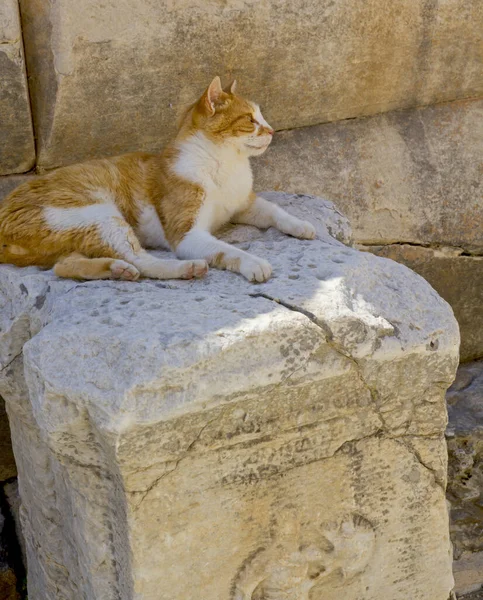 Sweet Cat Rocks Ephesus Ancient City Turkey — Stock Photo, Image