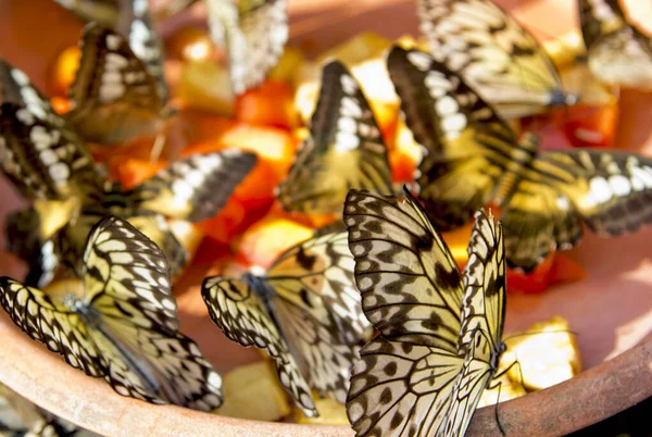 Butterfly Butterfly Park Sentosa Island Singapore — Stock Photo, Image