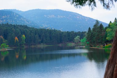 Parktaki ormandaki gölün güzel manzarası
