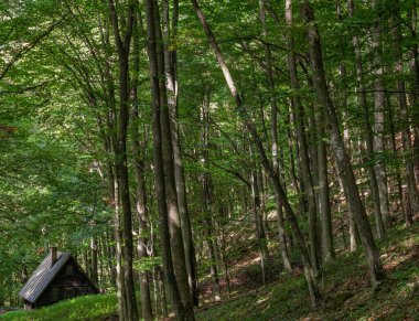 Küçük terk edilmiş ahşap kulübesi olan yoğun bir yaprak döken orman.