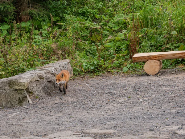 Stray Red Fox Deserted Resting Place — Stock Photo, Image