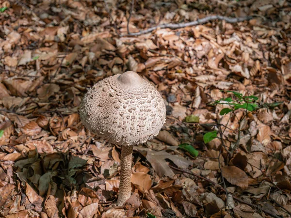 Ein Freistehender Pilz Auf Einem Waldboden Der Mit Blättern Bedeckt — Stockfoto