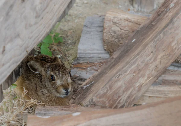 Small Hare Hides Old Wooden Beams — Stock Photo, Image