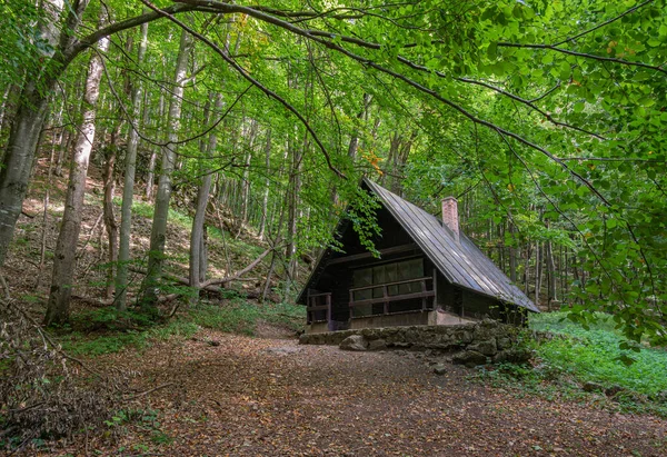 放棄された木造の小屋がある森の中の清掃 — ストック写真