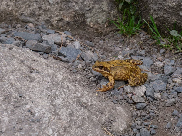 Moor Frog Sits Motionless Small Stones Wayside — Stock Photo, Image