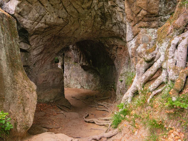 Roots Tree Front Rock Passage Mullerthal Echternach — Stock Photo, Image