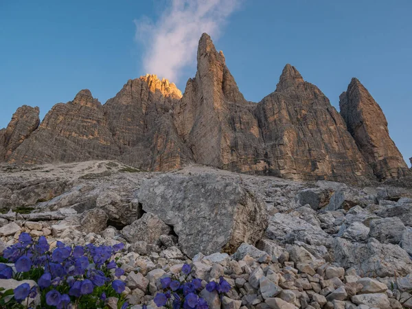 Massicce Vette Alto Adige Con Fiori Selvatici All Alba — Foto Stock