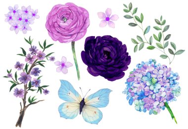 Botanik çiçekleri açsın. Dallar, yapraklar, bitkiler, yabani bitkiler, çiçekler. Bahçe, çayır, saha elementleri. Toplama yaprağı, yeşillik. Çiçek çizimi beyaz arkaplanda izole edildi