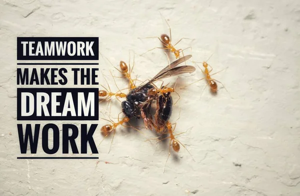 TEAMWORK MAKES THE DREAM WORK text and group of ants on plain background. Motivation and Quotes Concept