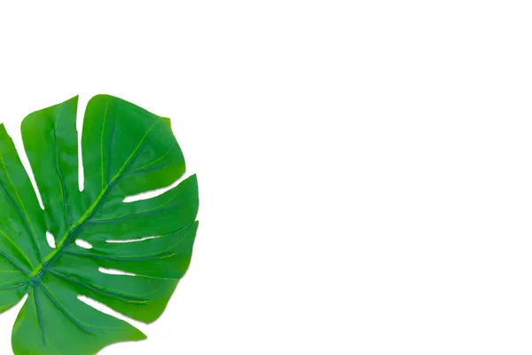 Monstera Lämnar Sommaren Vit Bakgrund Kopiera Utrymme Koncept Och Ovanifrån — Stockfoto