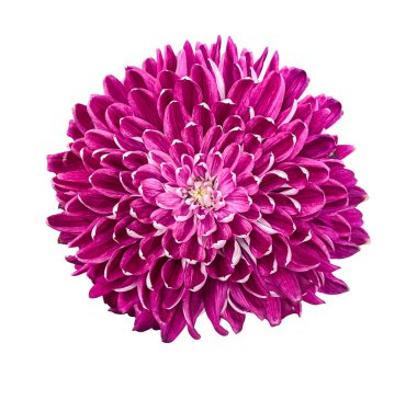 Mor Kasımpatı, kesme yolu ile Beyaz Arkaplanda izole edildi. Kartlar, davetiyeler, posterler için çiçek tasarımı ögesi.