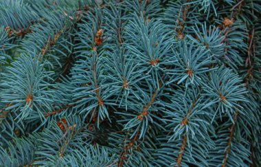 Bir kozalaklı ağacın dallarına yakın çekim. Mavi ladin. Doğa dokusu arkaplanı.