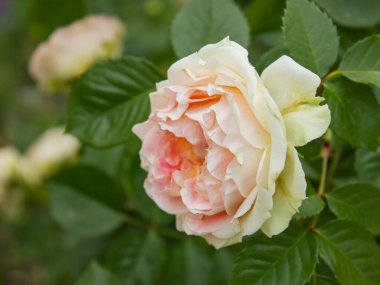 David Austin White ve Pembe Gül tomurcukları yakın plan çekimde, metin için fotokopi alanı da var. Tatiller, güzellik ve doğa için çiçek arkaplanı.
