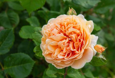 'Margaret' in Veliaht Prensesi 'adlı bir İngiliz kayısı ağacının yakın plan resmi, bir bahar bahçesinde yeşil yaprakların bulanık arka planına karşı fotokopi alanı ile çiçek açıyor. Doğal çiçek arkaplanı.