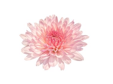 Yakın plan Güzel Pembe Sonbahar Çiçeği Kasımpatı çiçeği kafası kesme yolu ile beyaz arkaplanda izole edilmiş. Kartlar, davetiyeler, posterler için çiçek tasarımı ögesi.