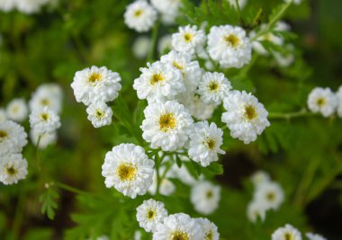Bahçede Beyaz Kasımpatı Partenyum Çiçeği. İlkbaharda açan birkaç beyaz çiçek.