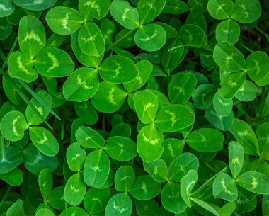 Aziz Patrick Günü için taze yeşil üç yapraklı yonca arka planı. Yoncalar sıkıca paketlenerek zemini tamamen kaplayan yemyeşil, doğal bir doku oluşturuyor. Taze, organik ve topraksı bir arka plan..